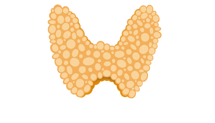 Thyroid